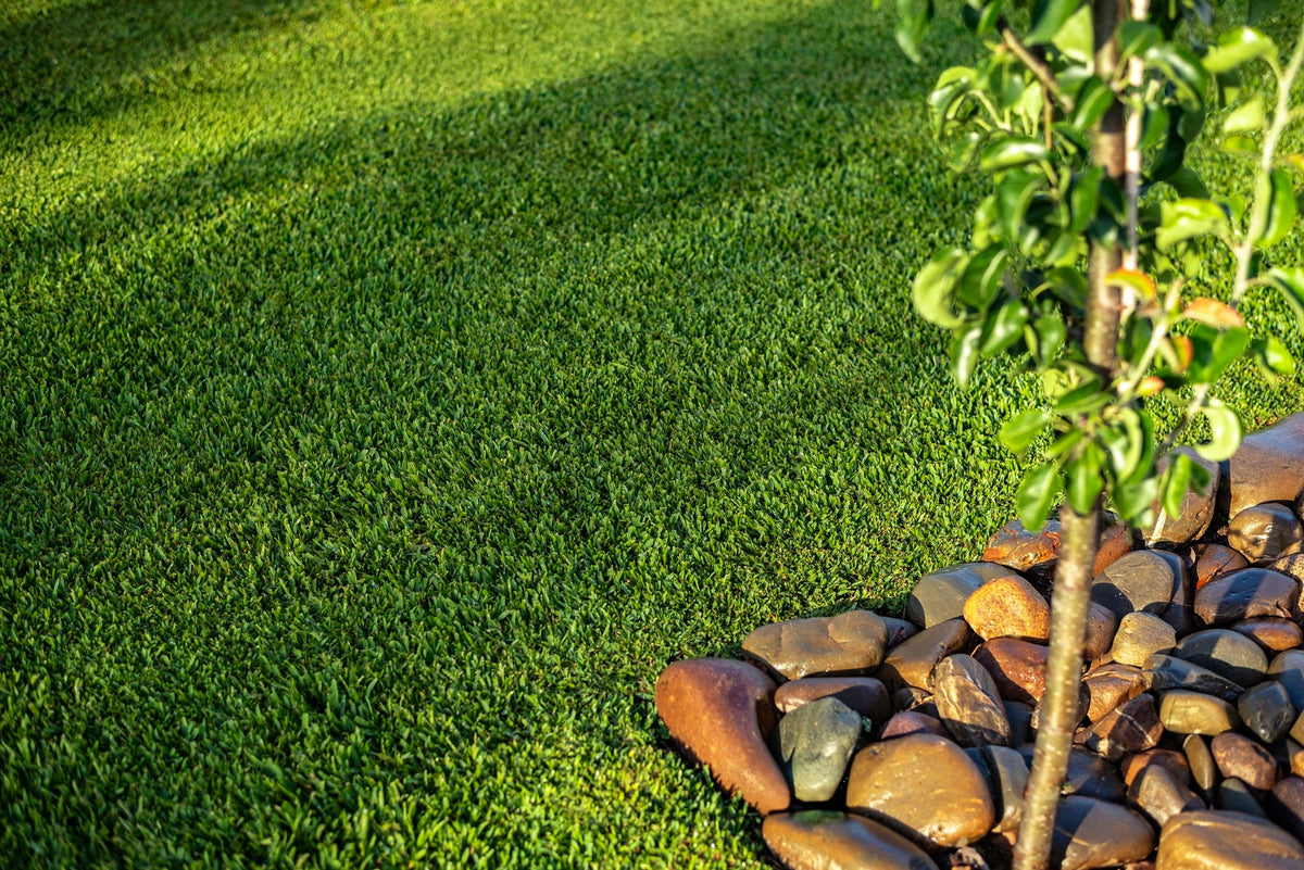 Stampede Hybrid Buffalo: The Next Generation of Buffalo Lawn Has Arrived