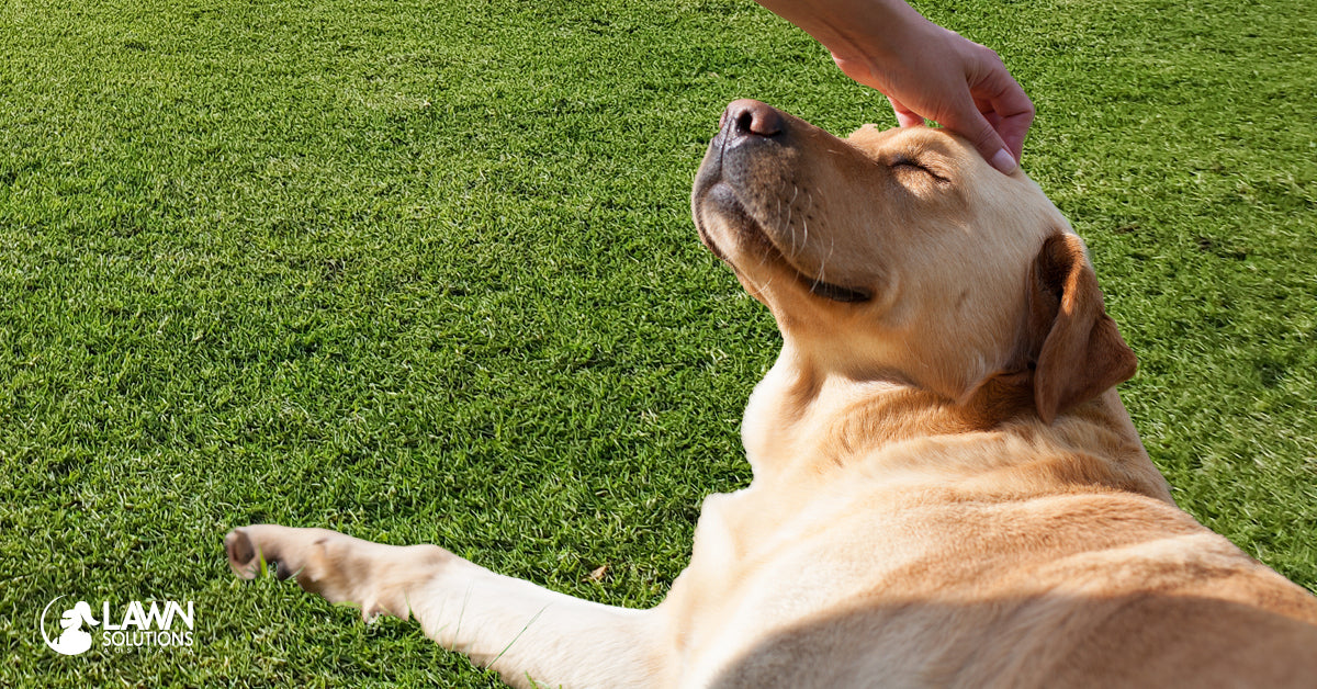 The Best Lawn Care Tips for Sydney Dog Owners