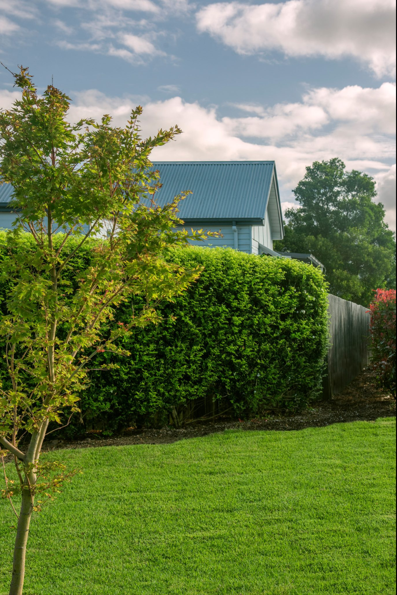 Zoysia Australis Lawn Care Australia