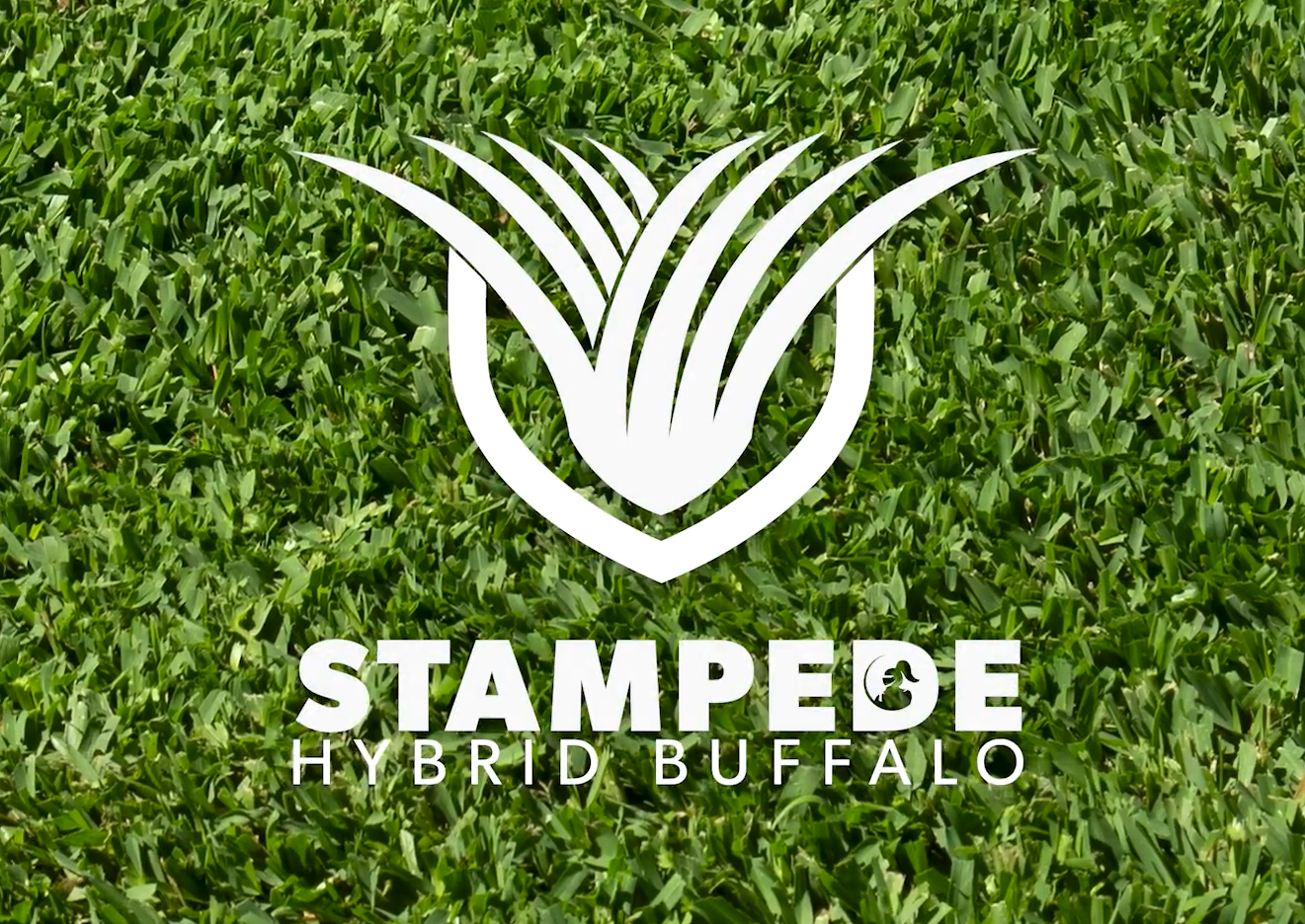 Load video: Stampede Buffalo Lawn Grass Sydney
