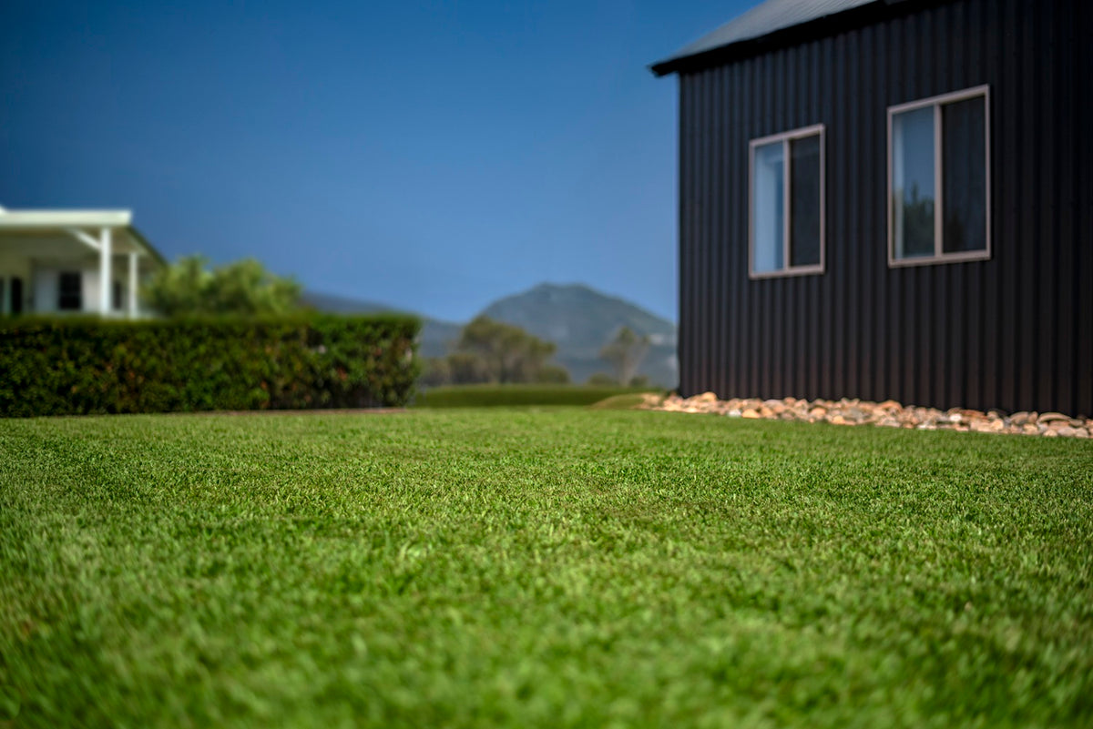 Stampede Hybrid Buffalo