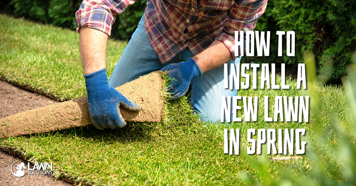 How to install new lawn in Spring