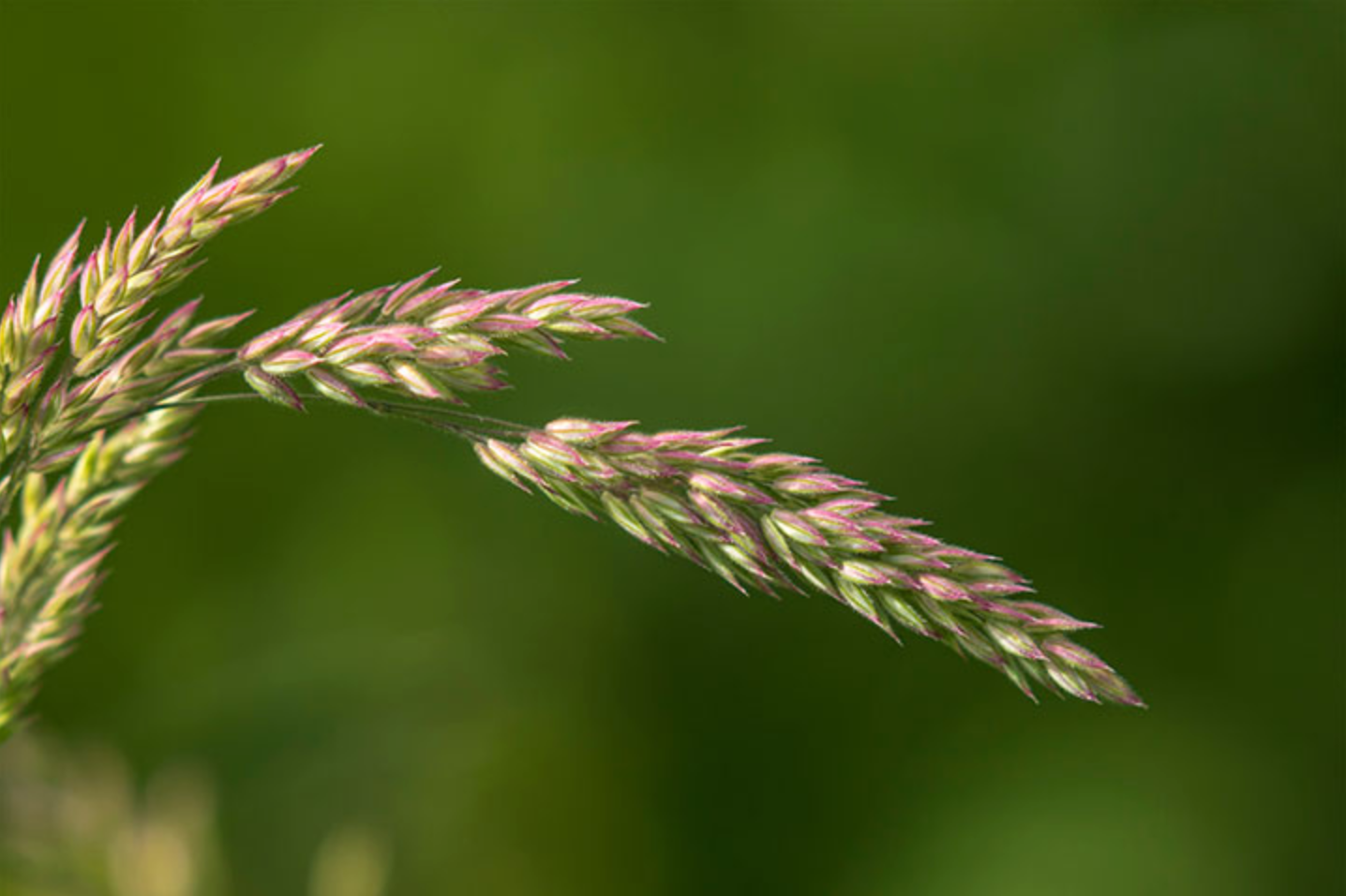 Understanding and Managing Seed Head Growth in Your Lawn