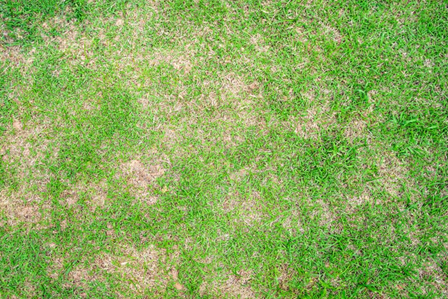 Why Your Lawn Looks Different in Winter