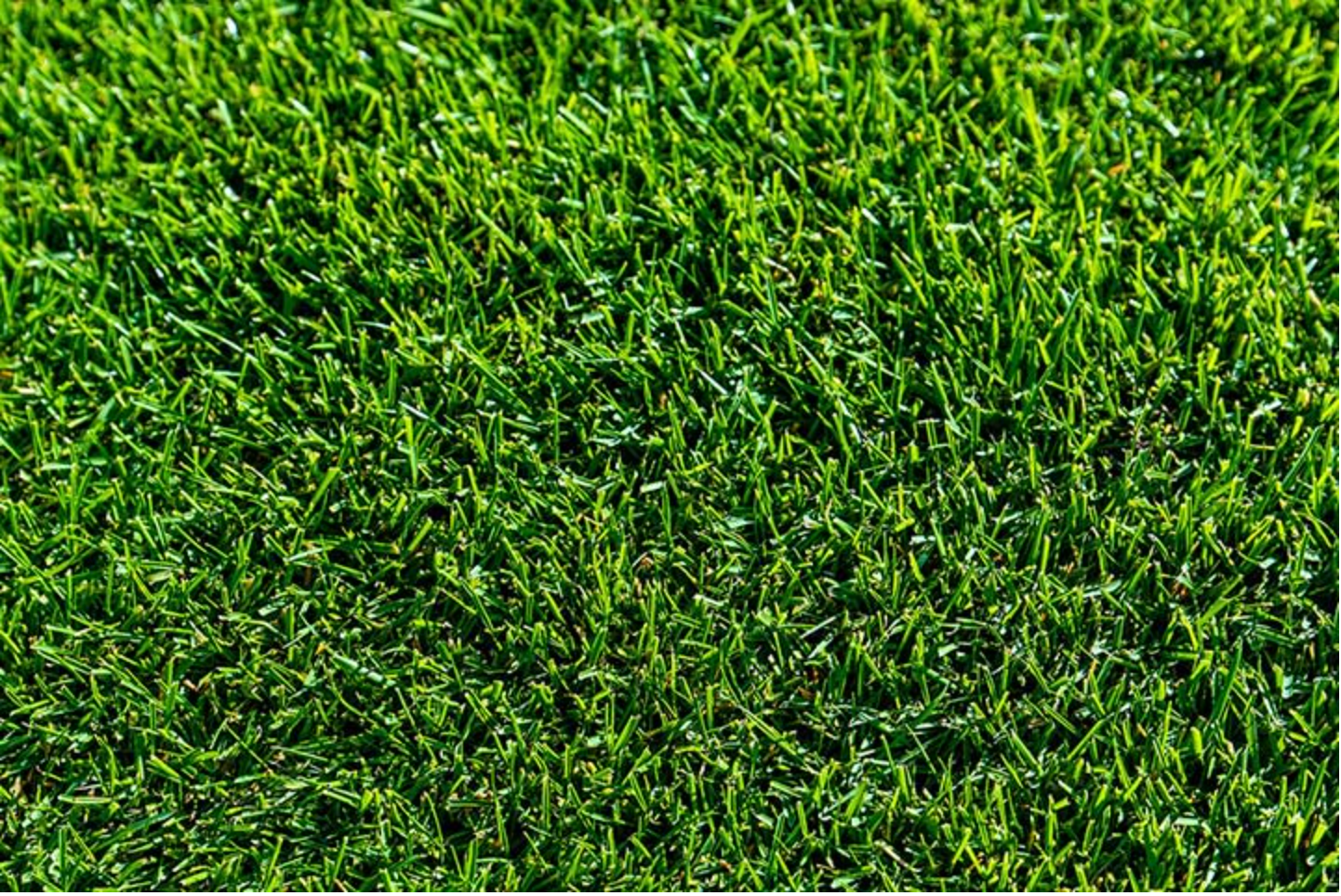 TifTuf Hybrid Bermuda: The Smart Choice for Australian Lawns