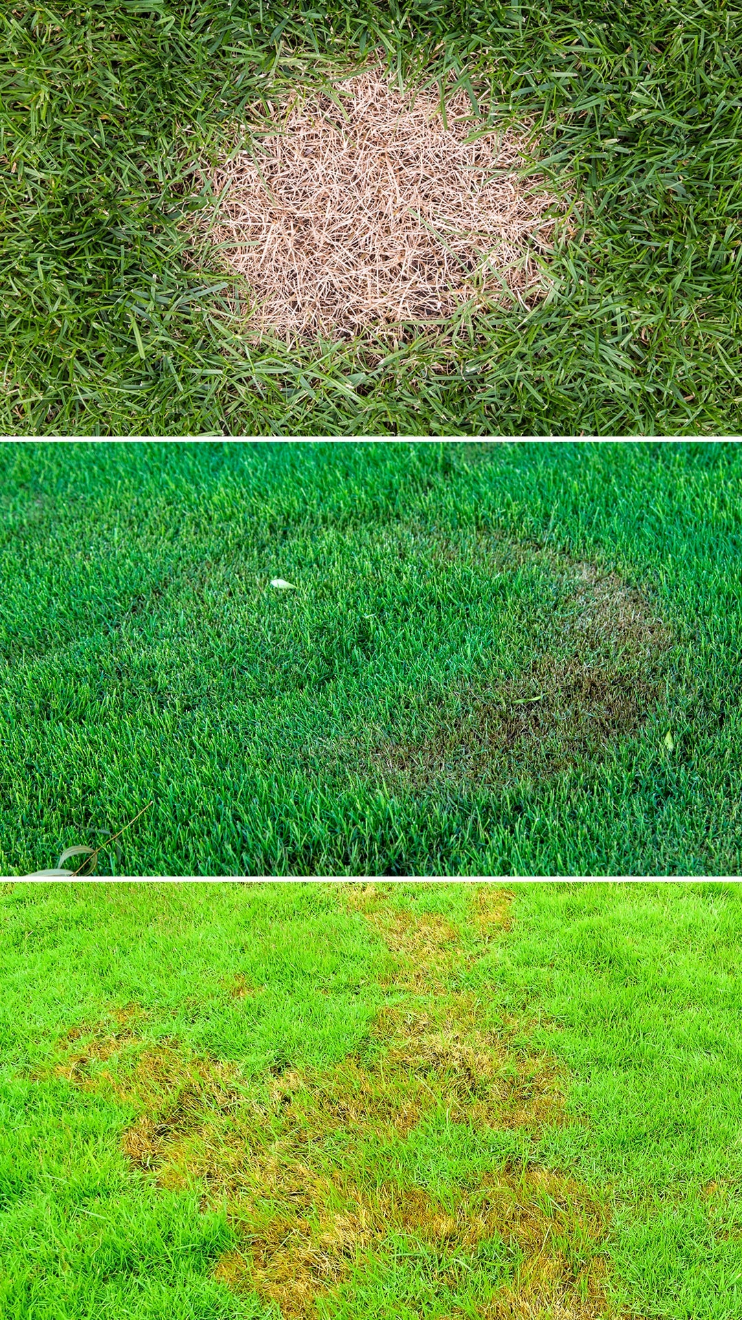 How to Repair Bare or Brown Patches in Your Lawn Before Winter