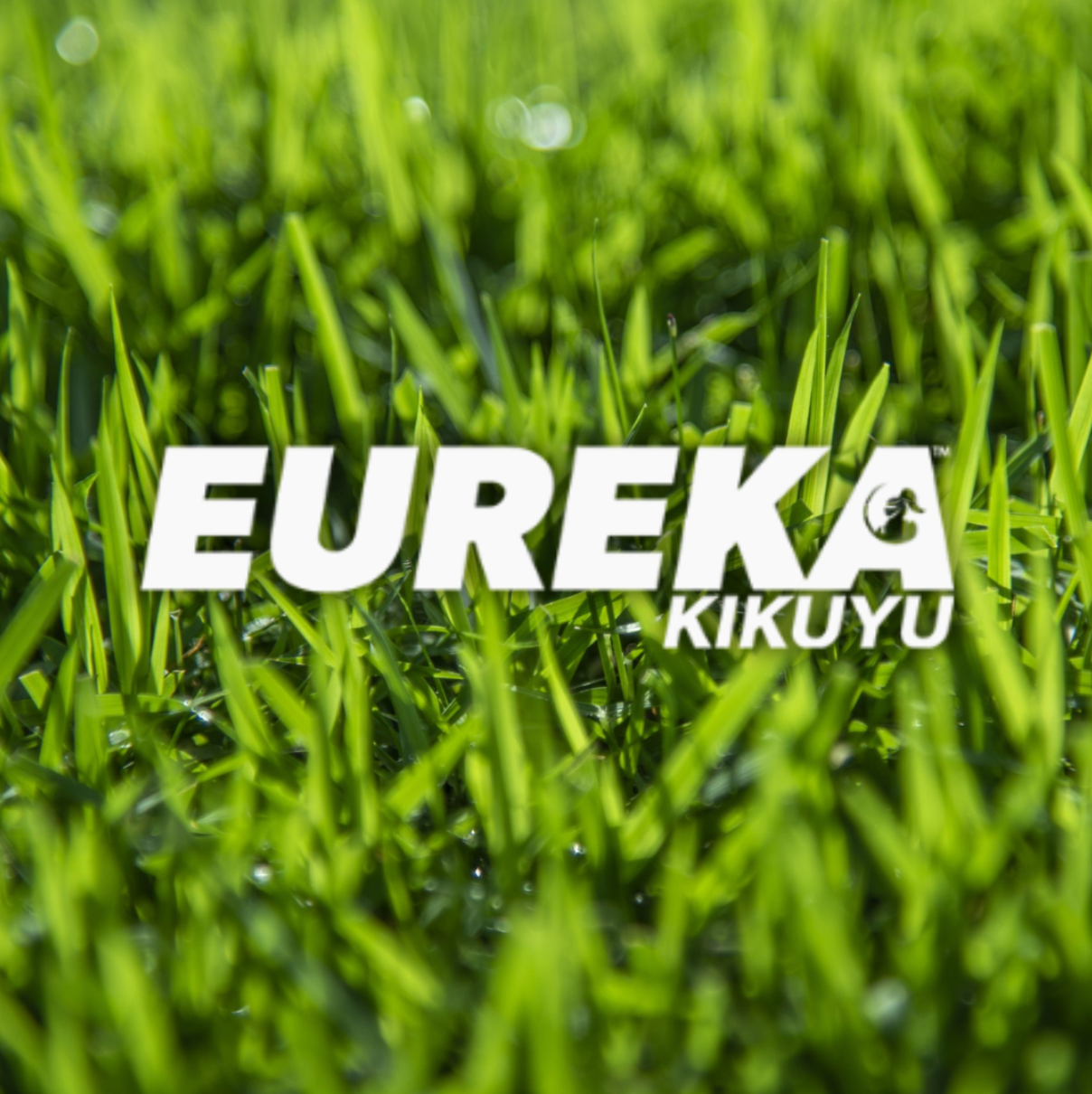 Eureka Kikuyu Grass Lawn Solutions Australia