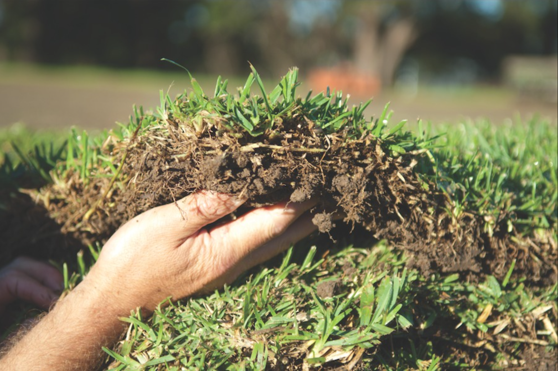 Nullarbor Couch Grass Lawn Care Australia