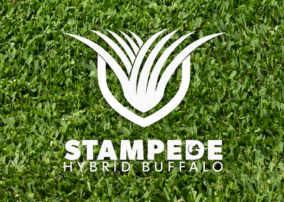 Stampede Buffalo Lawn Grass