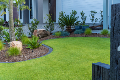 Quality Australia Zoysia Grass - Sir Grange