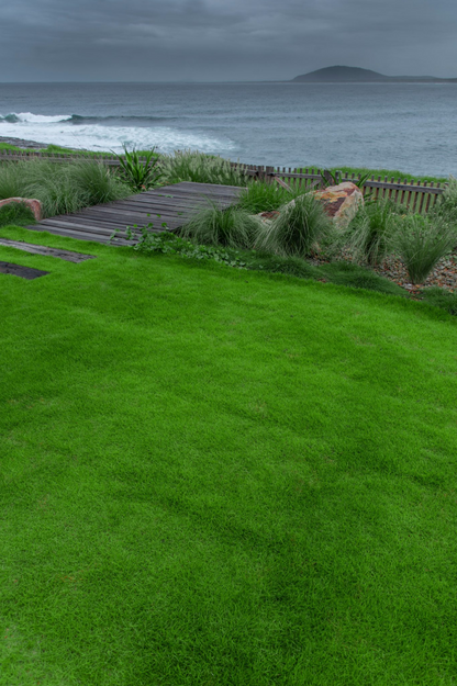 Quality Australia Zoysia Grass - Sir Grange