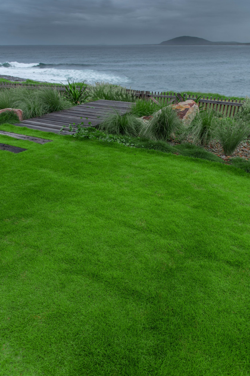 Quality Australia Zoysia Grass - Sir Grange