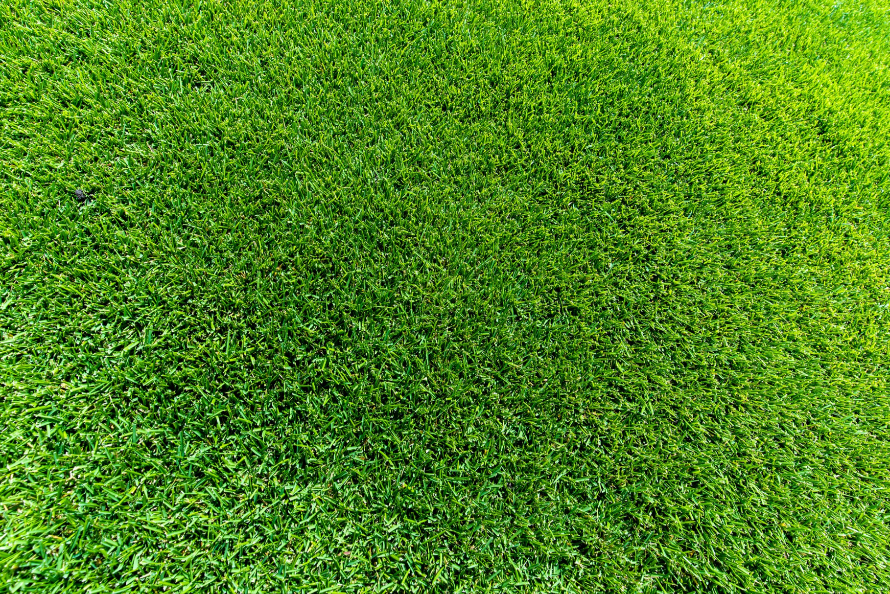 Quality Australia Zoysia Grass - Sir Grange