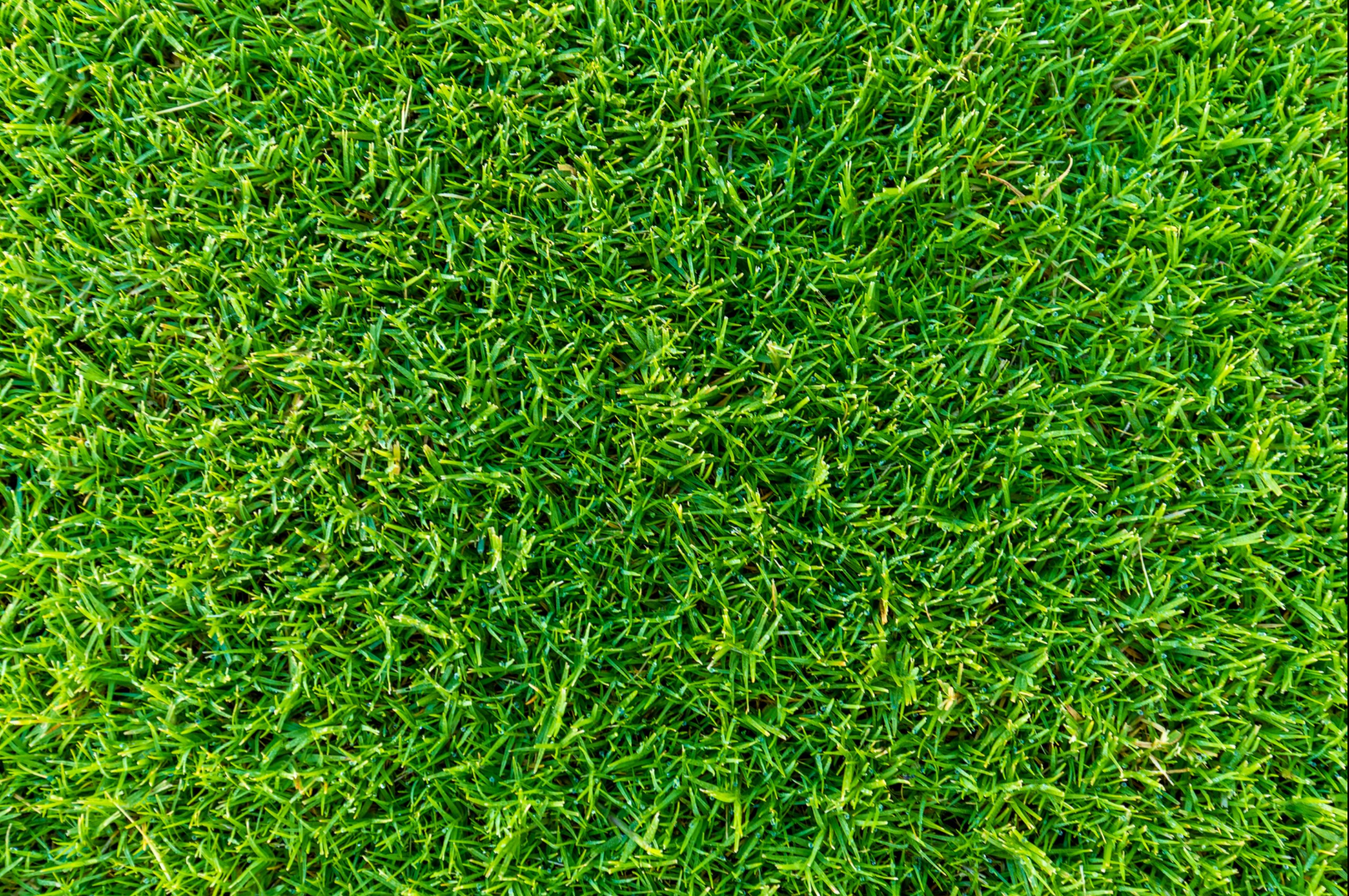 Quality Australia Zoysia Grass - Sir Grange