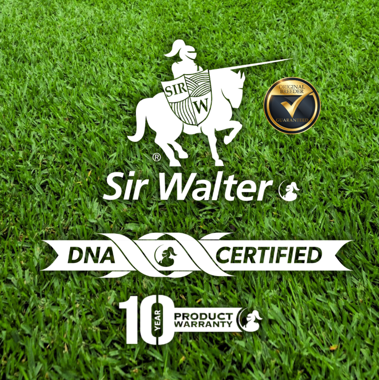 Sir Walter Buffalo Grass Australia