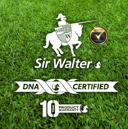 Sir Walter Buffalo Grass Australia