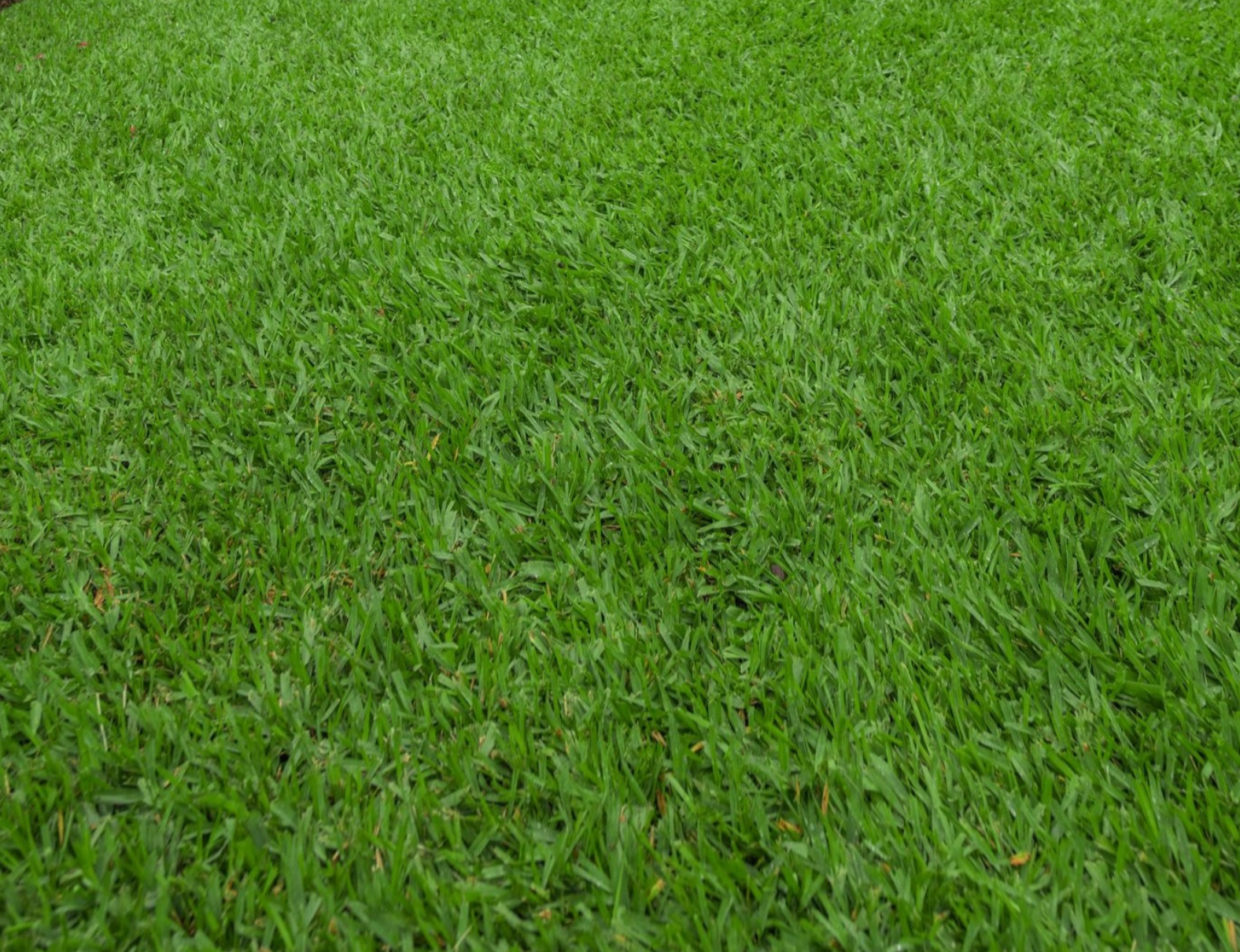Sir Walter Buffalo Grass Australia