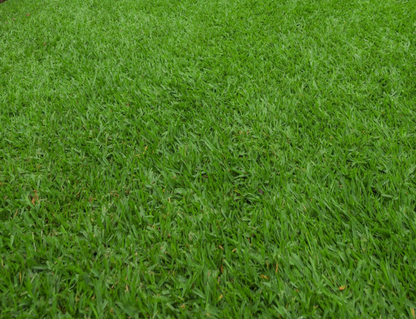 Sir Walter Buffalo Grass Australia