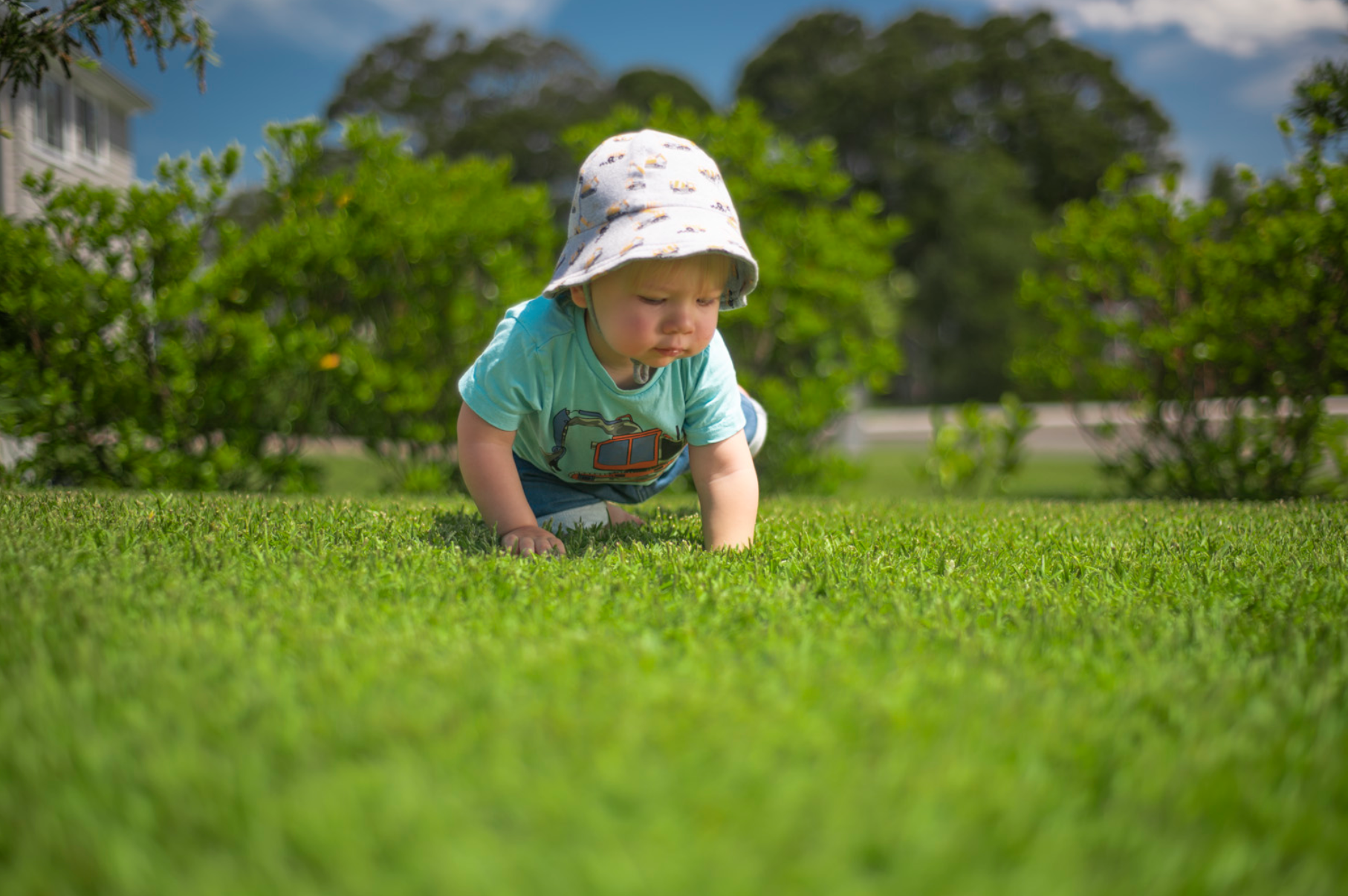 Sir Walter Buffalo Grass Australia