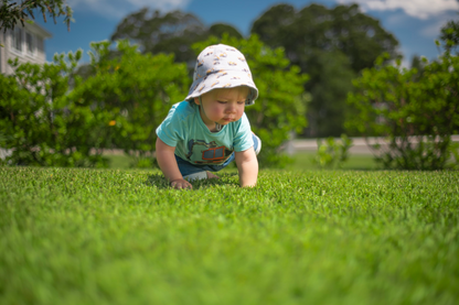 Sir Walter Buffalo Grass Australia