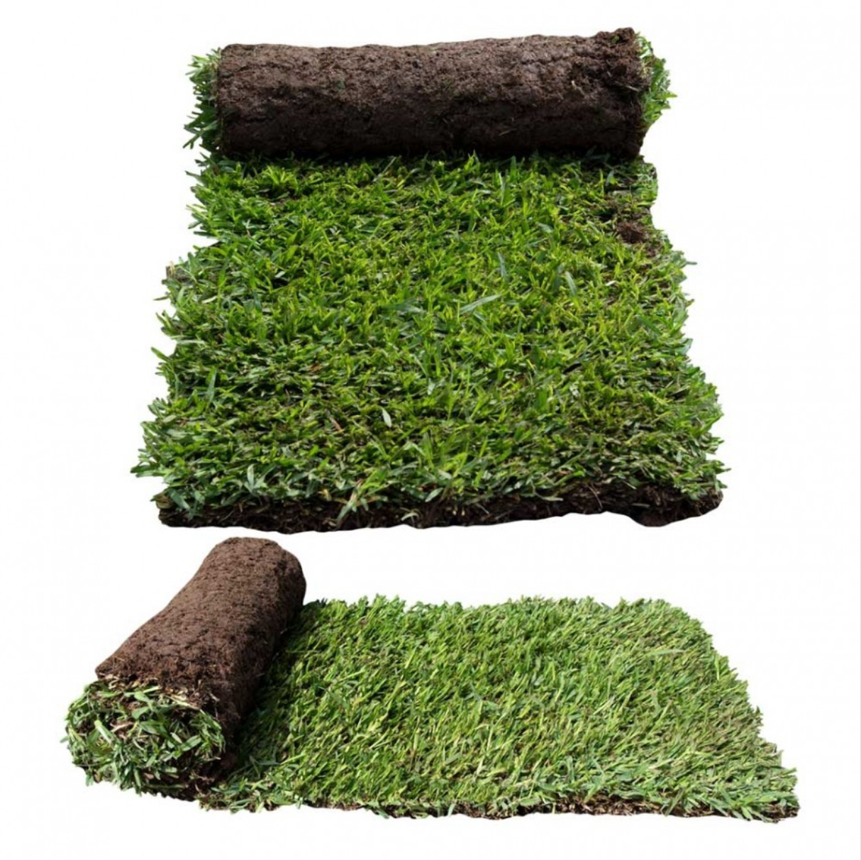 Sir Walter Buffalo Grass Australia