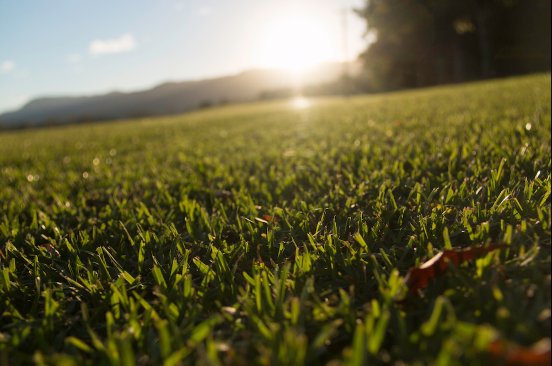 Sir Walter Buffalo Grass Australia