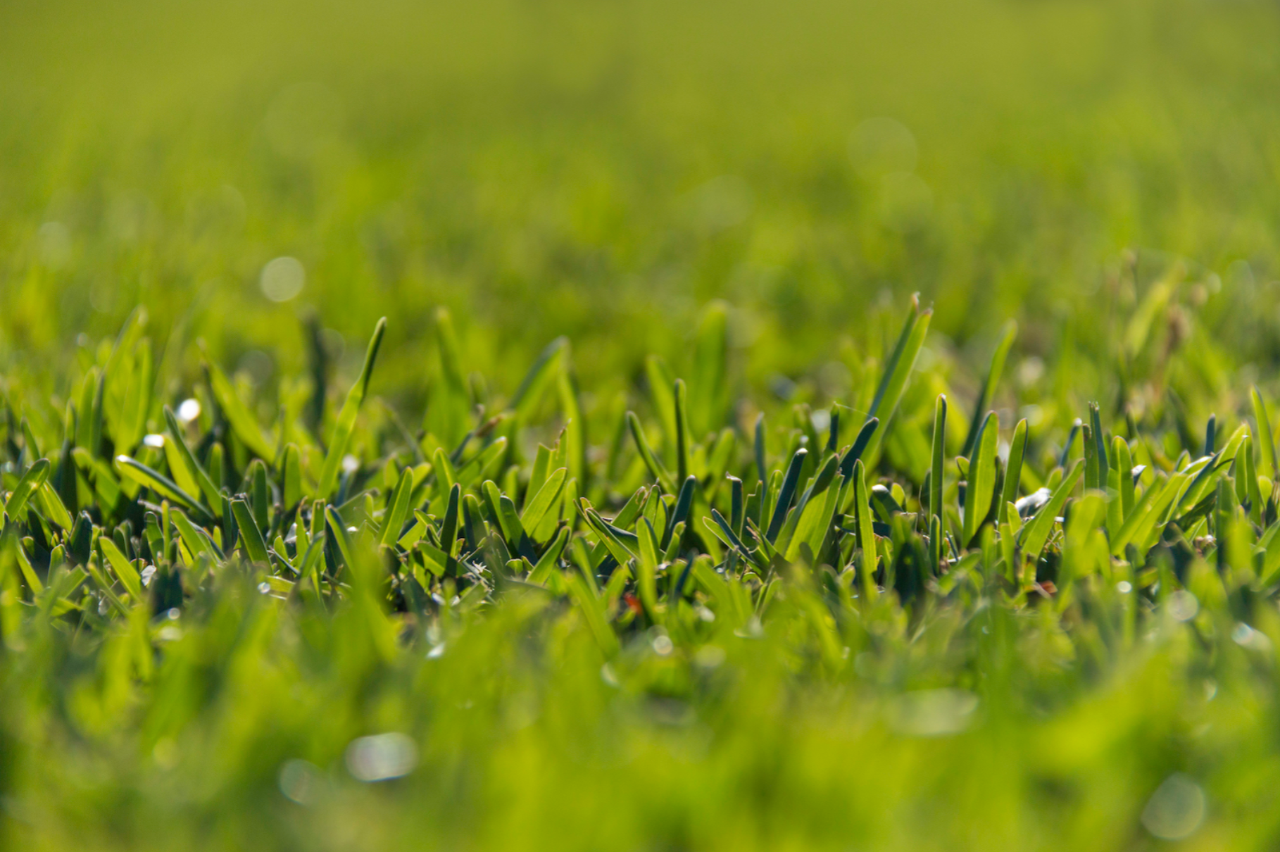 Sir Walter Buffalo Grass Australia