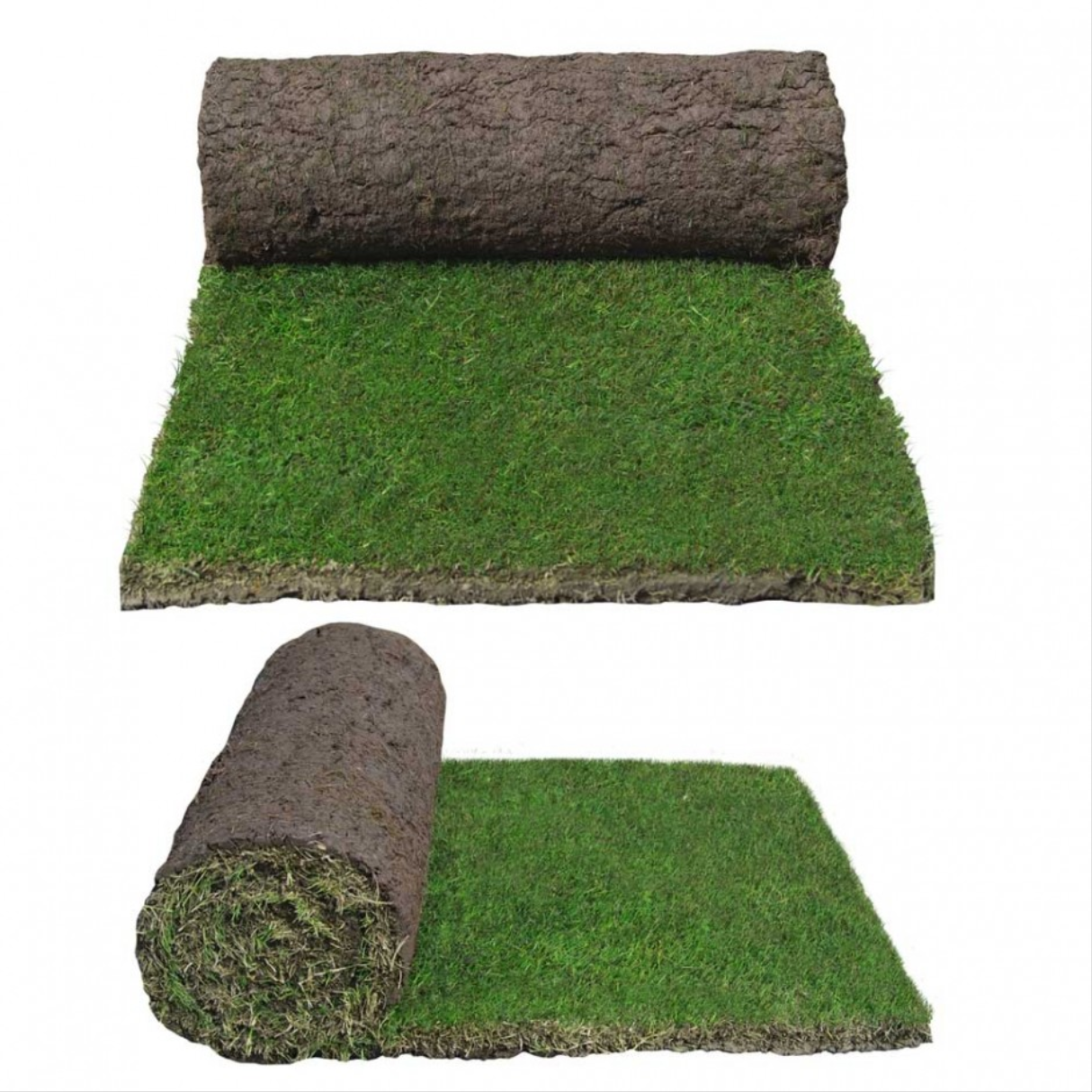 TifTuf Bermuda Grass Lawn Care Australia