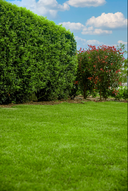 Zoysia Australis Lawn Care Australia