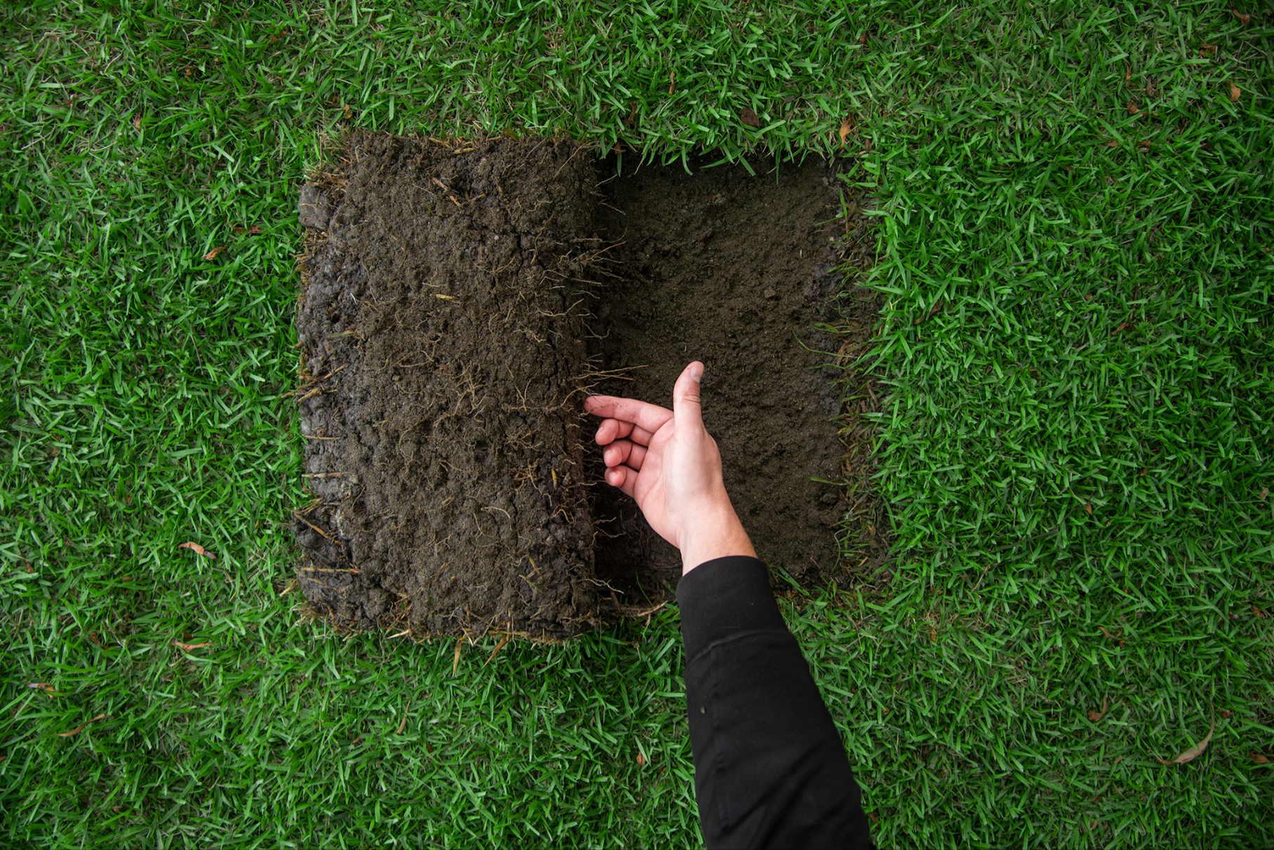 Zoysia Australis Lawn Care Australia