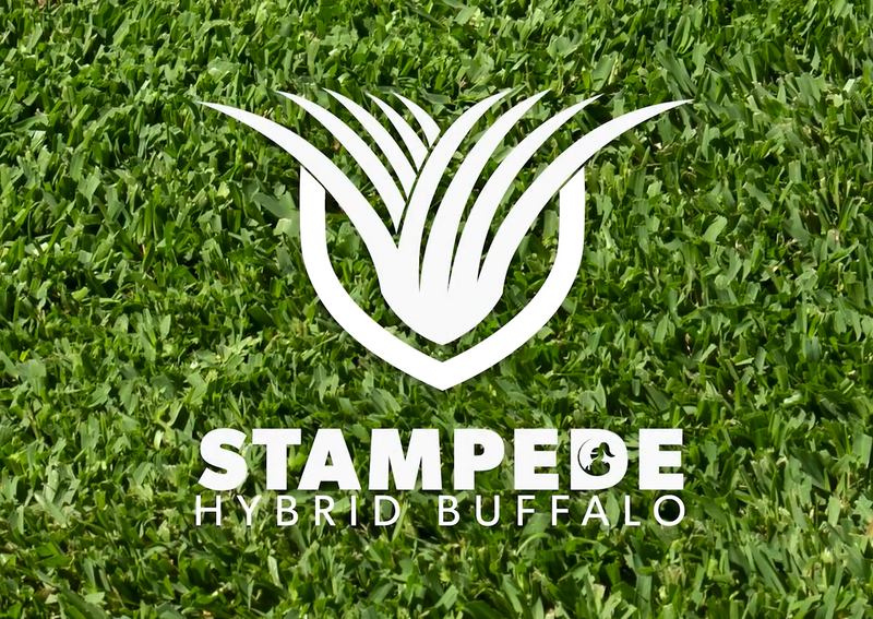 Stampede Buffalo Lawn Grass Sydney