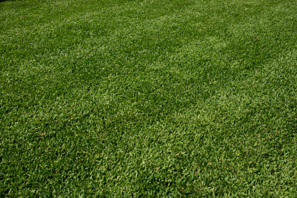 Stampede Buffalo Lawn Grass