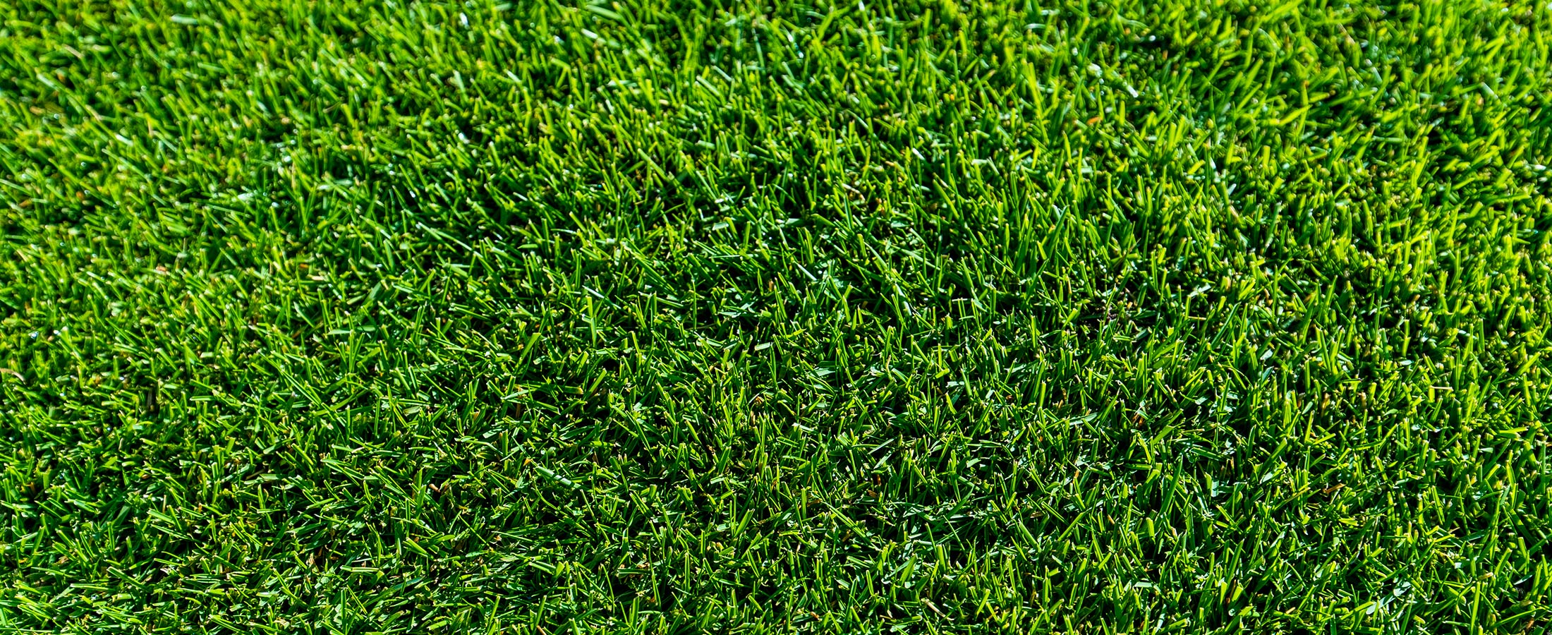 TifTuf Bermuda Grass Suppliers - Greenway Turf